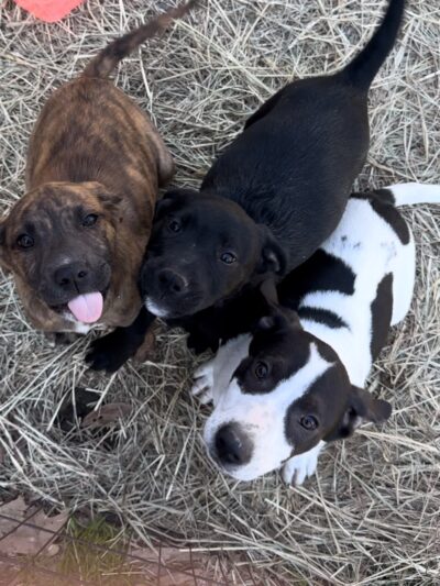 God's PAWS Rescue and Shelter - Jena, LA
