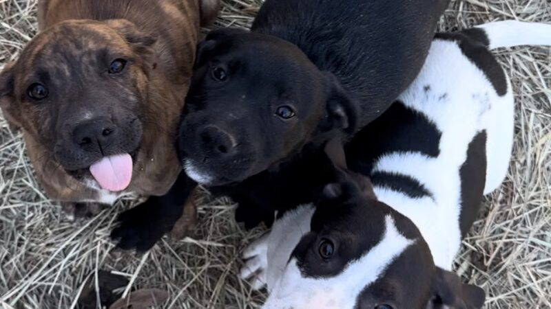 God's PAWS Rescue and Shelter - Jena, LA