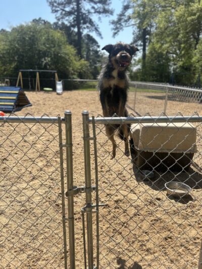 God's PAWS Rescue and Shelter - Jena, LA