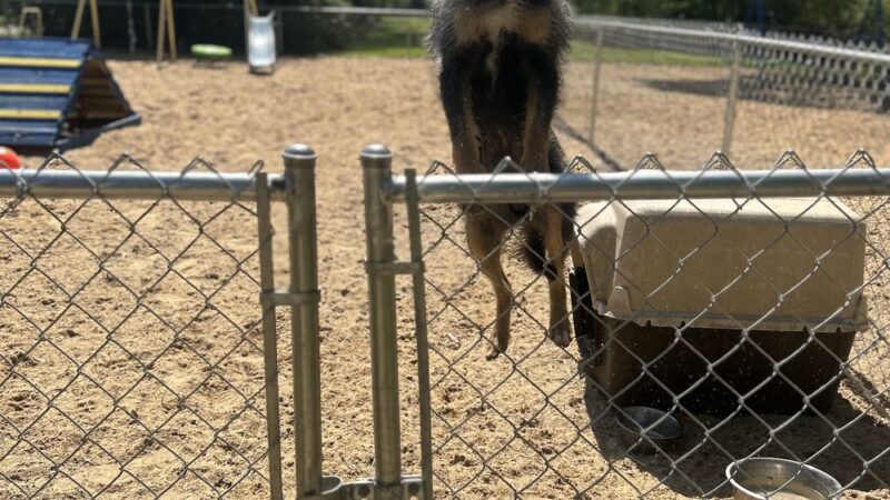 God's PAWS Rescue and Shelter - Jena, LA