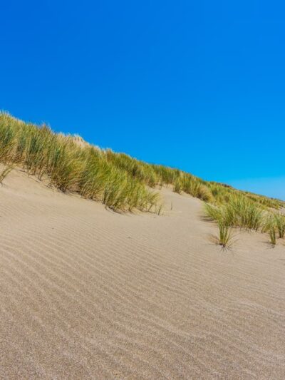 Bodega Dunes Beach - Jenner, CA