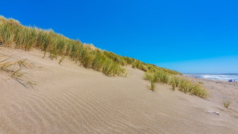 Bodega Dunes Beach - Jenner, CA