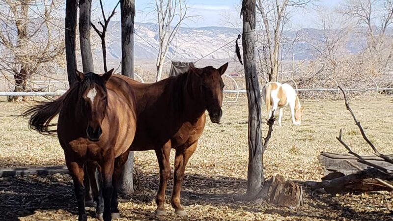 Jensen Park - Jensen, UT