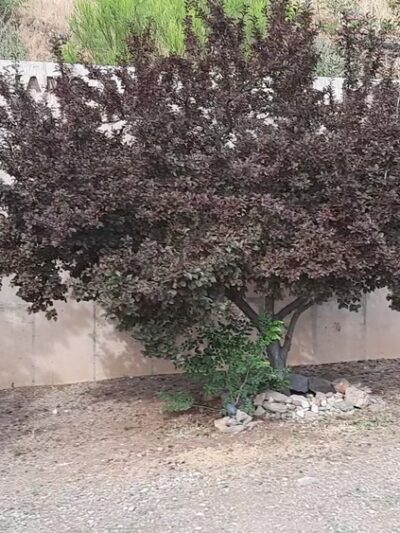 Laura Williams Park - Jerome, AZ