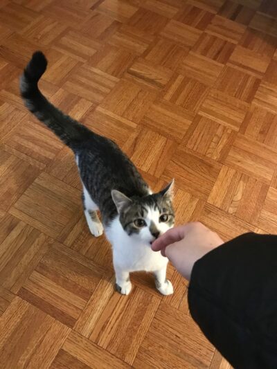 Anything's Pawsible - Jersey City, NJ