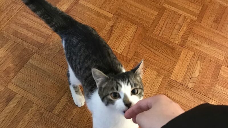 Anything's Pawsible - Jersey City, NJ