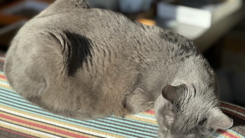 Anything's Pawsible - Jersey City, NJ