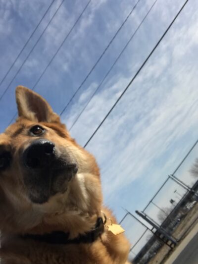 Anything's Pawsible - Jersey City, NJ