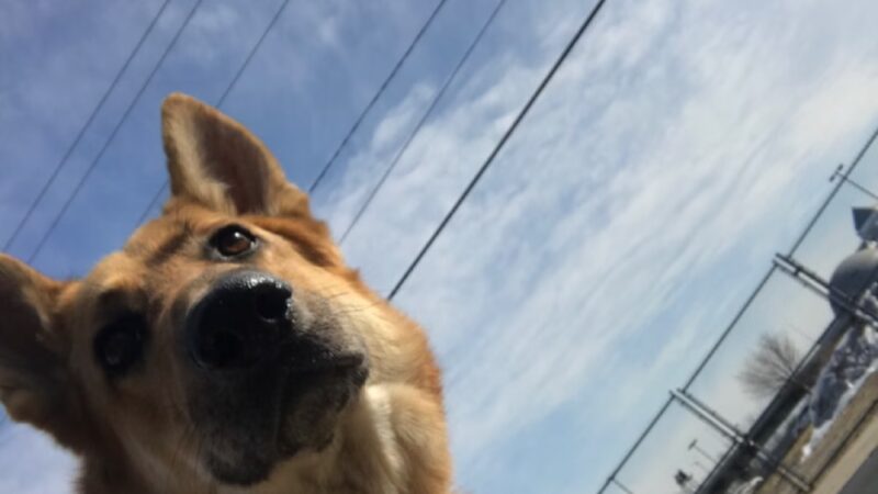 Anything's Pawsible - Jersey City, NJ