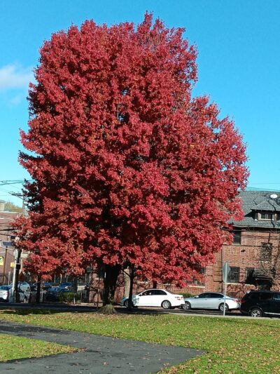 Audubon Park - Jersey City, NJ