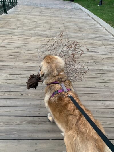 Professors’ Dog Park - Jersey City, NJ