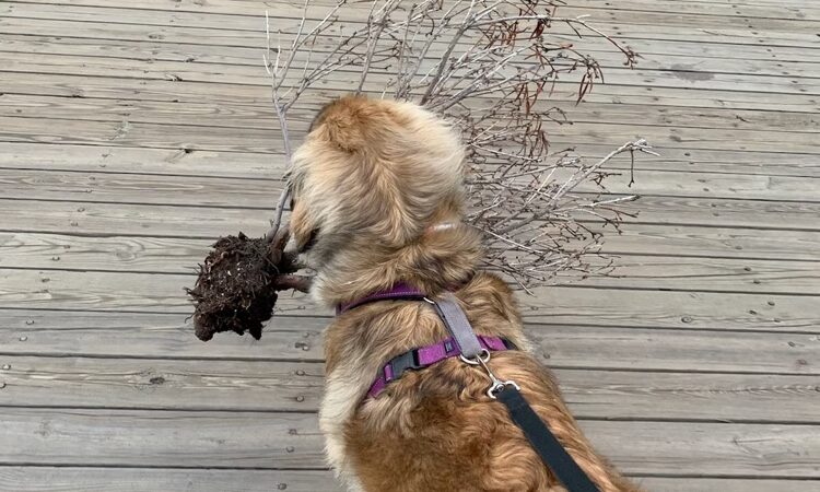 Professors’ Dog Park - Jersey City, NJ