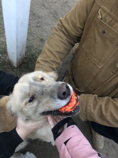 Professors’ Dog Park - Jersey City, NJ