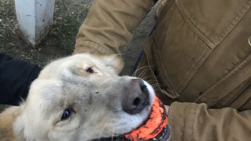 Professors’ Dog Park - Jersey City, NJ