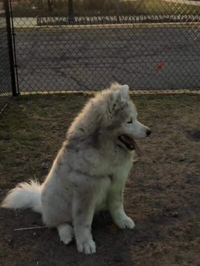 Professors’ Dog Park - Jersey City, NJ
