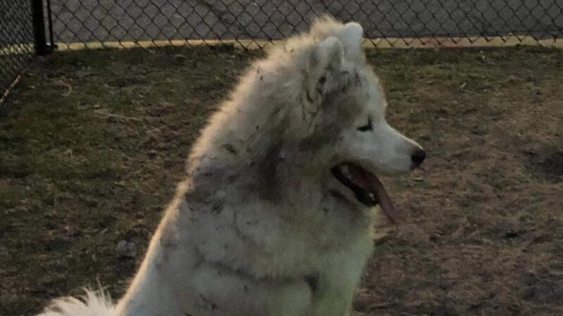 Professors’ Dog Park - Jersey City, NJ