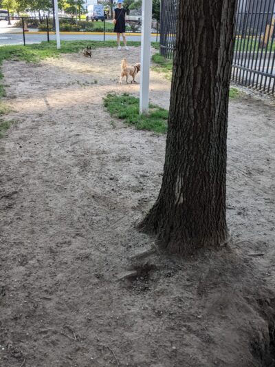 Professors’ Dog Park - Jersey City, NJ