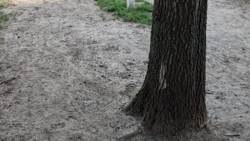 Professors’ Dog Park - Jersey City, NJ