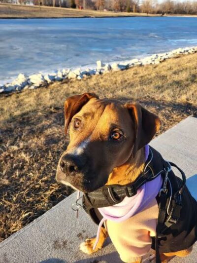 Wock Family Lake & Walking Trail - Jerseyville, IL