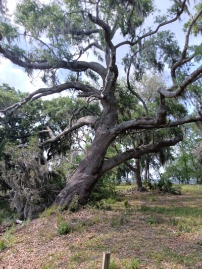 John's Island Park - Johns Island, SC