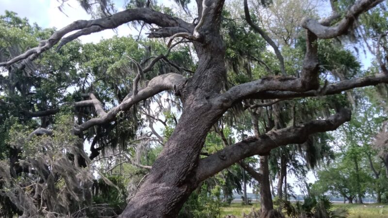 John's Island Park - Johns Island, SC