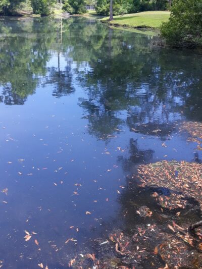 John's Island Park - Johns Island, SC