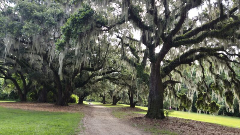 Johns Island County Park - Mullet Hall - Johns Island, SC