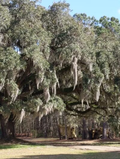 Johns Island County Park - Mullet Hall - Johns Island, SC
