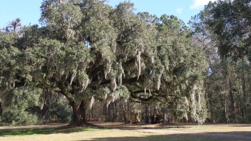 Johns Island County Park - Mullet Hall - Johns Island, SC