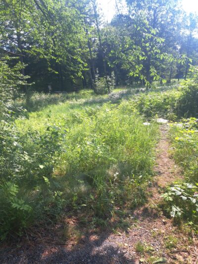 Beard Park - Johnson, VT