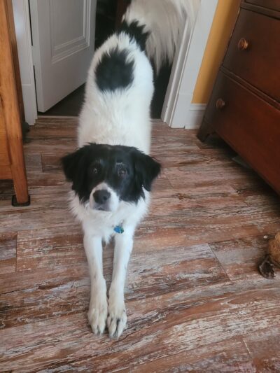 All Herding Breed Dog Rescue - Joliet, IL