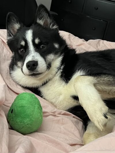 All Herding Breed Dog Rescue - Joliet, IL