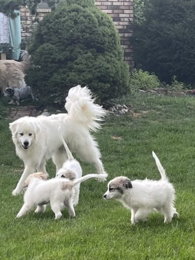 All Herding Breed Dog Rescue - Joliet, IL