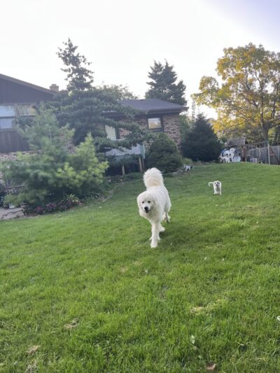 All Herding Breed Dog Rescue - Joliet, IL