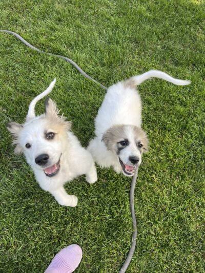 All Herding Breed Dog Rescue - Joliet, IL