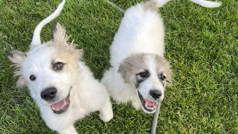 All Herding Breed Dog Rescue - Joliet, IL