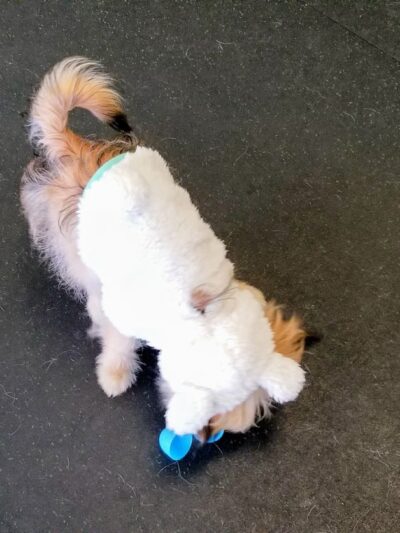 BrightDogs DogPark and DayCare - Joliet, IL