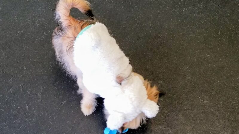 BrightDogs DogPark and DayCare - Joliet, IL