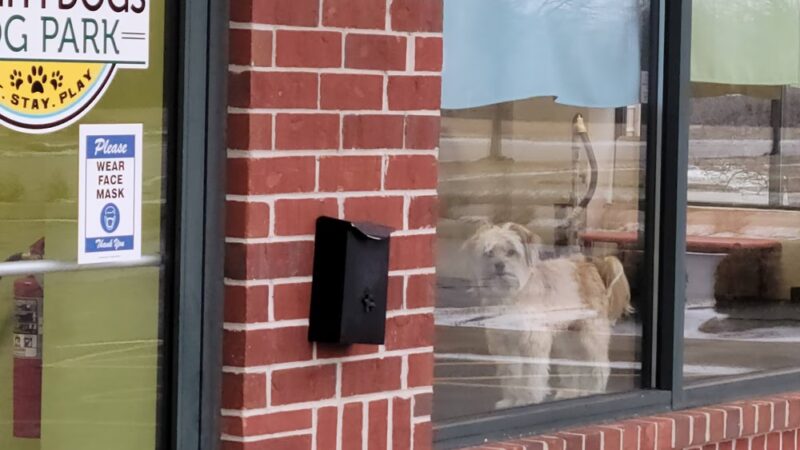 BrightDogs DogPark and DayCare - Joliet, IL