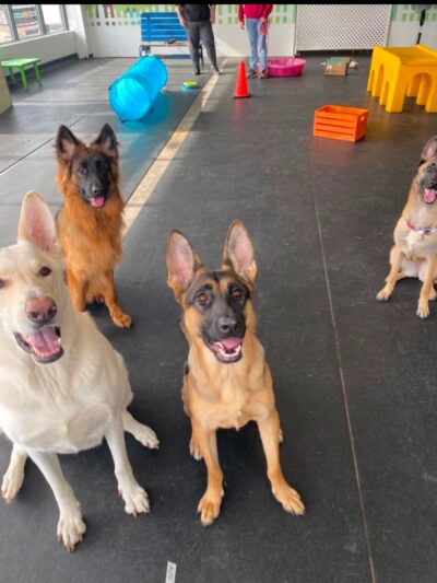 BrightDogs DogPark and DayCare - Joliet, IL