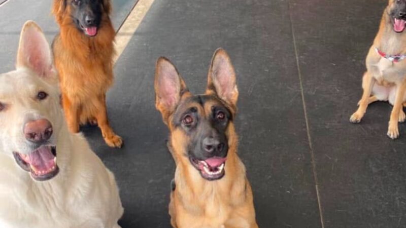 BrightDogs DogPark and DayCare - Joliet, IL