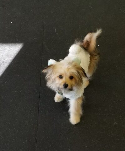 BrightDogs DogPark and DayCare - Joliet, IL