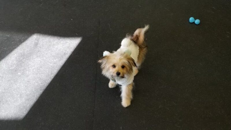 BrightDogs DogPark and DayCare - Joliet, IL