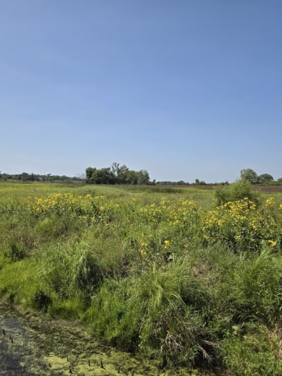 Hadley Valley - Gougar Road Access - Joliet, IL