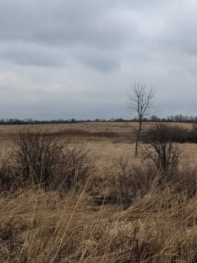 Hadley Valley - Gougar Road Access - Joliet, IL