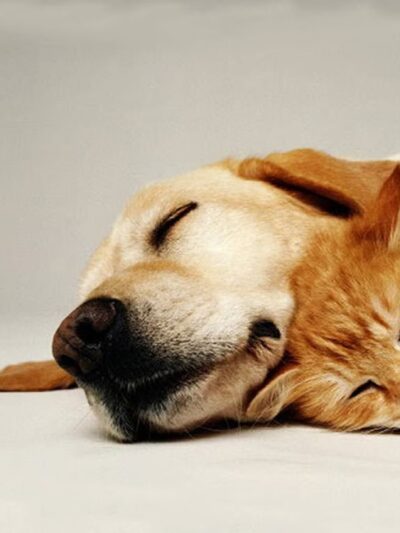 Kozy Kennels - Joliet, IL