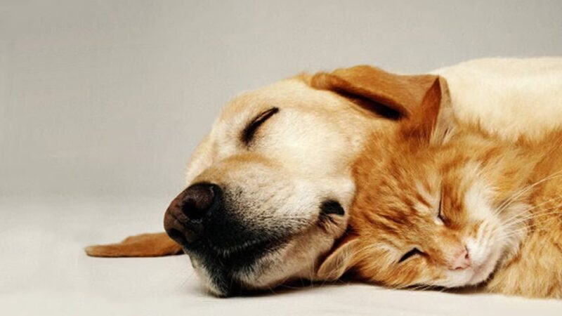 Kozy Kennels - Joliet, IL