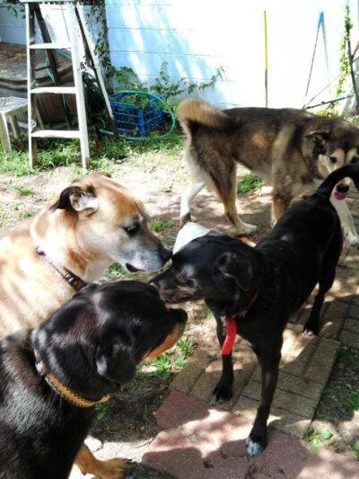 Kozy Kennels - Joliet, IL