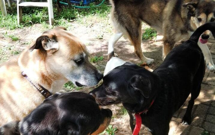 Kozy Kennels - Joliet, IL
