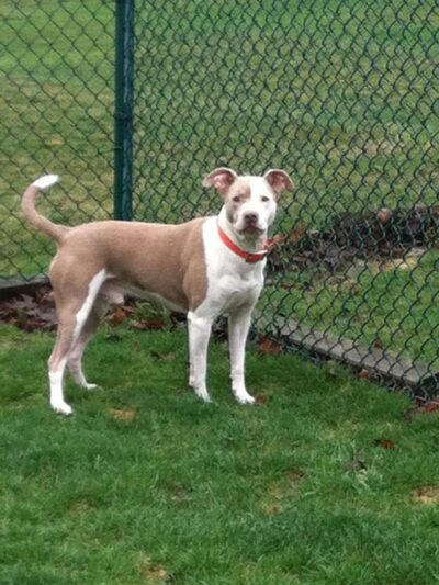 Kozy Kennels - Joliet, IL